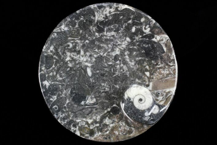 Round Fossil Goniatite Dish #73710